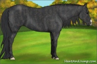 Horse Color:Black  Brindle