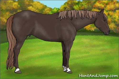 Horse Color: Liver Chestnut 