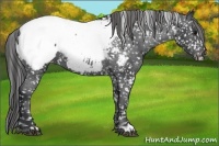 Horse Color:Black Appaloosa 