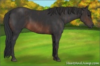 Horse Color:Brown Rabicano  Brindle