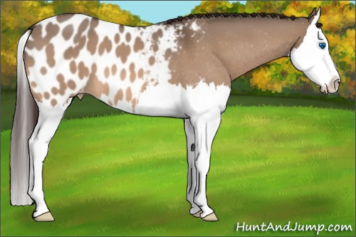 Horse Color: Bay Roan Dun Splash Blanket 