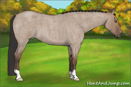 Horse Color: Bay Roan Dun 
