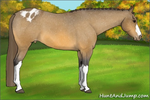 Horse Color: Buckskin Varnish 