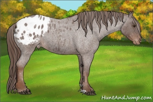 Horse Color: Liver Red Roan Blanket 