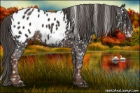 Horse Color:Liver Chestnut Frame Appaloosa