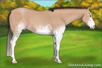 Horse Color:White Spotted Amber Champagne 