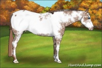 Horse Color:Chestnut Sabino Frame Snowcap 