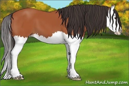 Horse Color: Bay Splash 