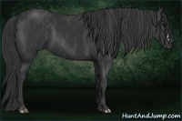 Horse Color:Black  Brindle