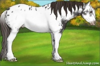 Horse Color:Liver Chestnut Sabino Splash Frame Appaloosa 