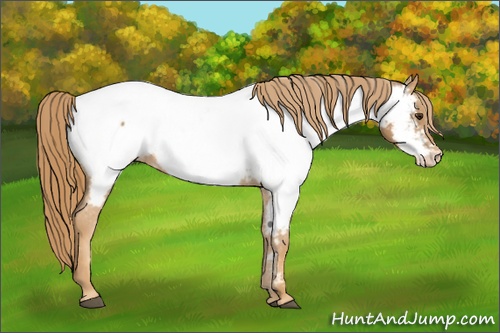 Horse Color: Chestnut Near Fewspot 