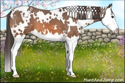 Horse Color:White Spotted Bay Splash Appaloosa