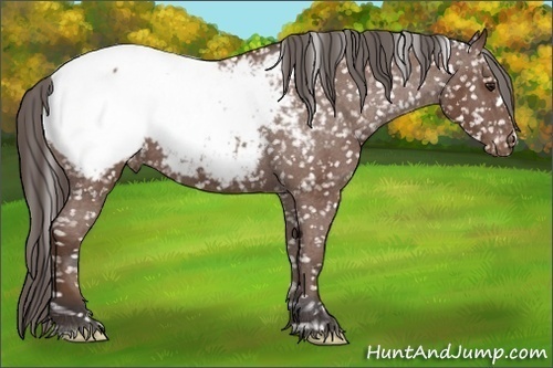 Horse Color: Bay Snowcap 