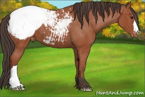 Horse Color: Bay Snowcap 