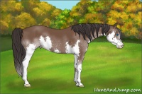 Horse Color:Bay Splash 