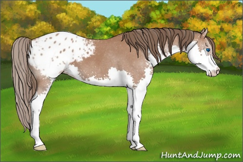 Horse Color: Bay Splash Blanket 