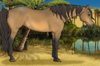 Horse Color:Buckskin 