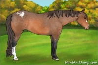 Horse Color:Bay Appaloosa 
