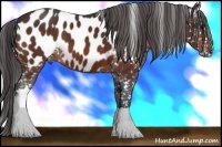 Horse Color:Brown Near Leopard
