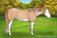 Horse Color:Gold Champagne Splash 