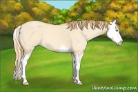 Horse Color:Gold Champagne Dun Splash 