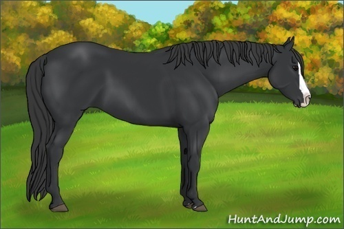 Horse Color: Black Splash 