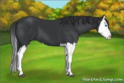 Horse Color: Black Splash 