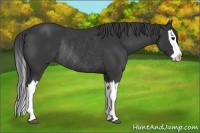 Horse Color:Black Splash Rabicano 