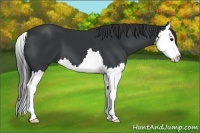 Horse Color:Black Splash 