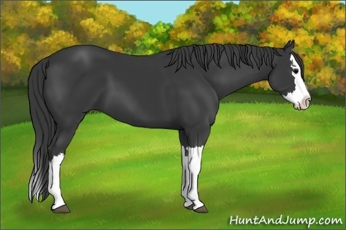 Horse Color: Black Splash 