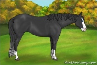 Horse Color:Black Splash 