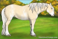 Horse Color:White Spotted Gold Cream Champagne