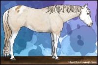 Horse Color:Buckskin Roan Splash Blanket 