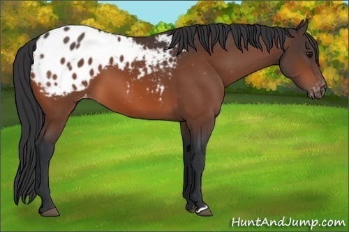 Horse Color:Bay Blanket
