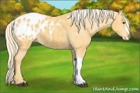 Horse Color:Palomino Appaloosa 