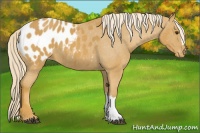 Horse Color:Palomino Appaloosa