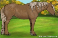 Horse Color:Chocolate Palomino 