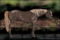 Horse Color:Liver Chestnut Sabino