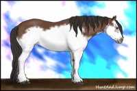 Horse Color:Bay Splash Frame