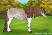 Horse Color:White Spotted Red Roan 