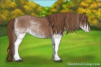 Horse Color:White Spotted Chestnut 