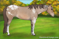 Horse Color:White Spotted Bay Dun Appaloosa 