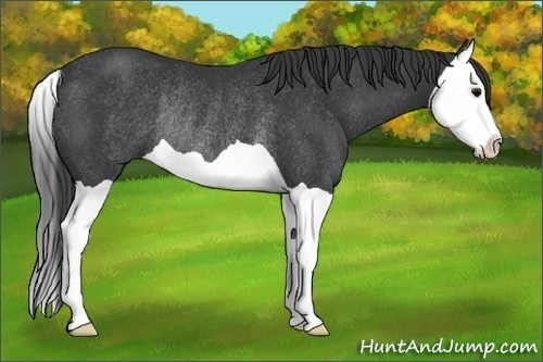 Horse Color: Black Splash Rabicano 