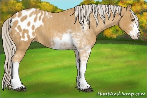 Horse Color: Palomino Sabino Blanket  Brindle