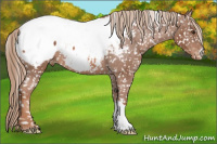 Horse Color:Chestnut Snowcap 