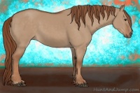 Horse Color:Red Dun 