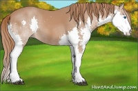 Horse Color:Chestnut Splash 