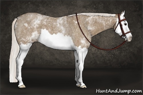 Horse Color: White Spotted Silver Smoky Blue Roan Splash 