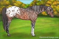 Horse Color:Bay Appaloosa 