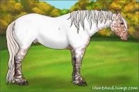 Horse Color:Silver Bay Roan Near Fewspot 